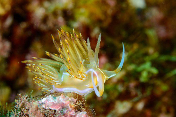nudibranches de plongée